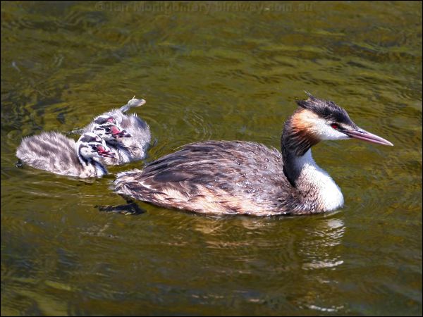 Great Crested Grebe great_crested_grebe_53425.psd