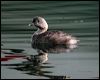 hoary_headed_grebe_03239