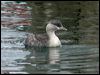 hoary_headed_grebe_07432