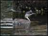 hoary_headed_grebe_07435