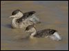 hoary_headed_grebe_152212