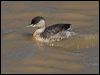 hoary_headed_grebe_152215