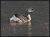 hoary_headed_grebe_152906
