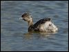 hoary_headed_grebe_152914