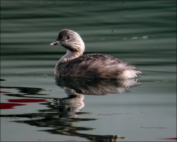 Hoary-headed Grebe hoary_headed_grebe_03239.psd