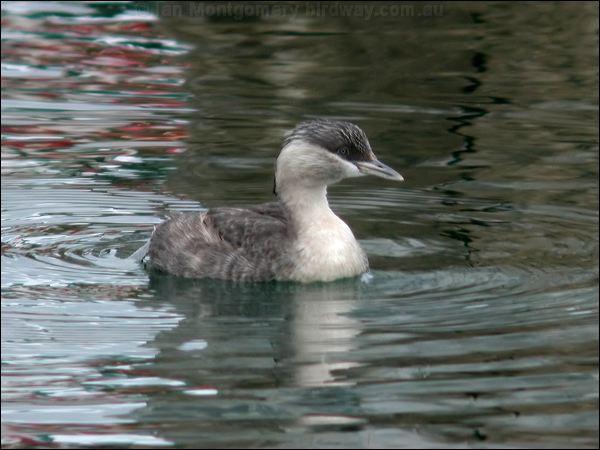 Hoary-headed Grebe hoary_headed_grebe_07432.psd