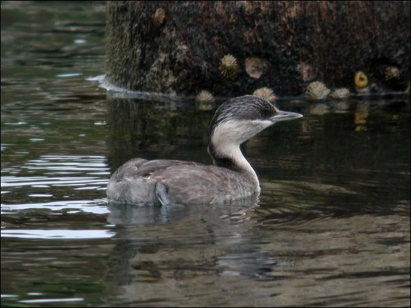 Hoary-headed Grebe hoary_headed_grebe_07435.psd