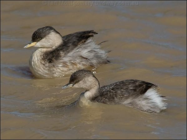Hoary-headed Grebe hoary_headed_grebe_152212.psd