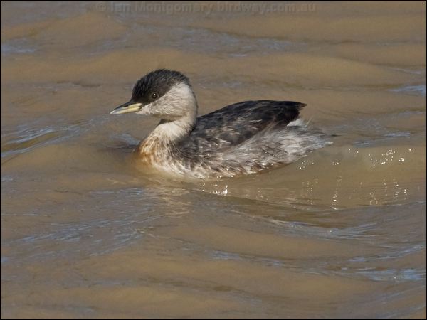 Hoary-headed Grebe hoary_headed_grebe_152215.psd