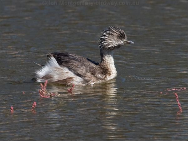 Hoary-headed Grebe hoary_headed_grebe_152906.psd