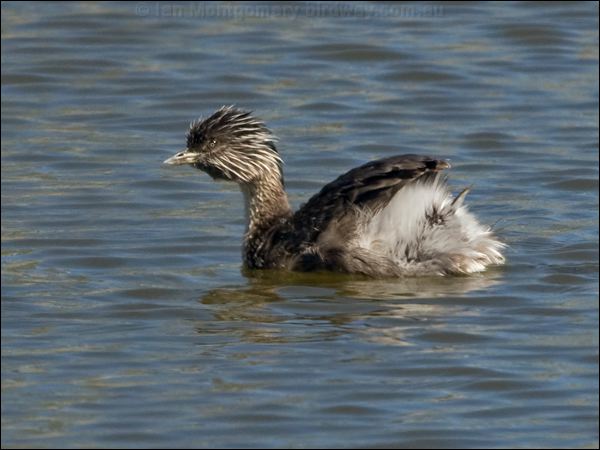 Hoary-headed Grebe hoary_headed_grebe_152914.psd