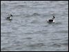 horned_grebe_83909