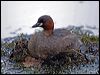 little_grebe_140455