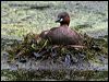 little_grebe_144304