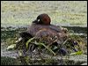 little_grebe_144619