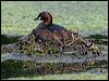 little_grebe_144874