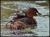 little_grebe_144978