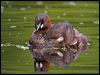 little_grebe_144986