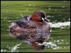 little_grebe_144990