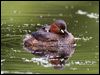 little_grebe_144995