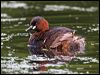 little_grebe_145008