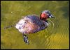 little_grebe_53279