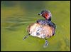 little_grebe_53282