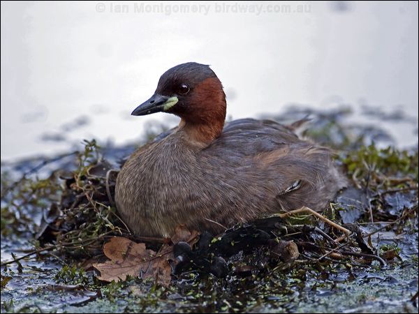 Little Grebe little_grebe_140455.psd
