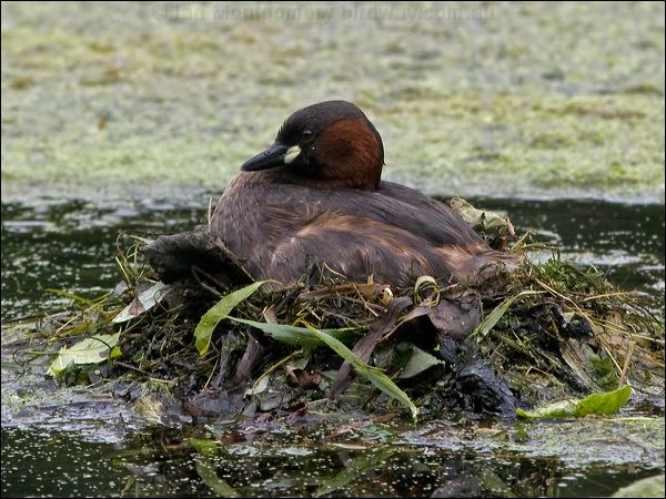 Little Grebe little_grebe_144619.psd