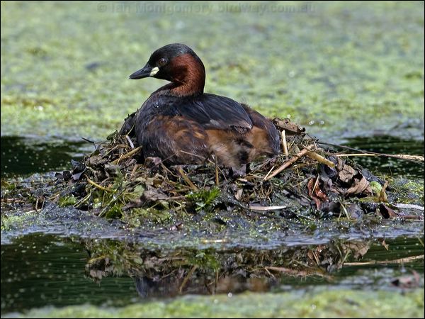 Little Grebe little_grebe_144874.psd