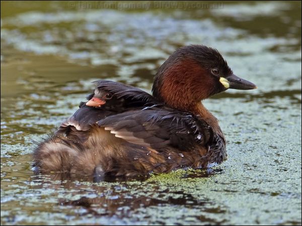 Little Grebe little_grebe_144978.psd