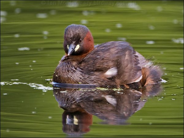 Little Grebe little_grebe_144986.psd