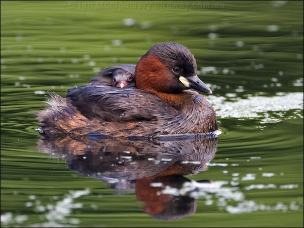 Little Grebe little_grebe_144990.psd