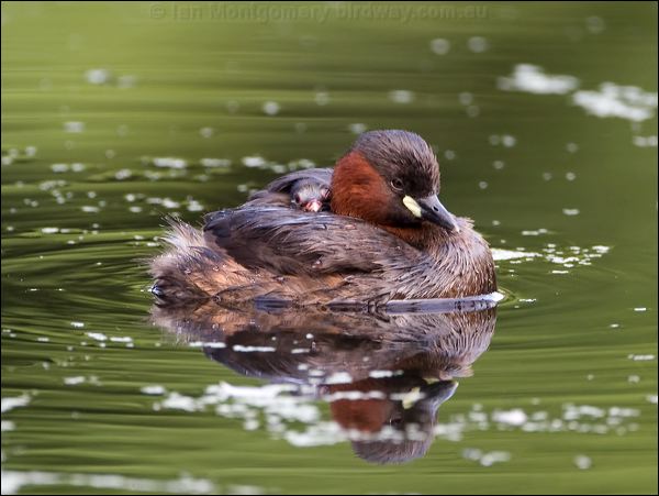 Little Grebe little_grebe_144995.psd