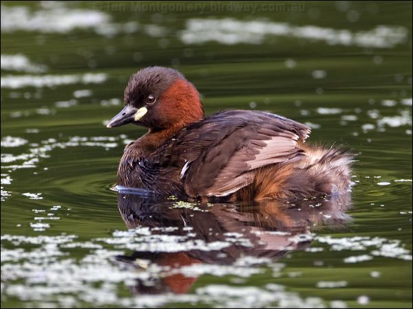 Little Grebe little_grebe_145008.psd
