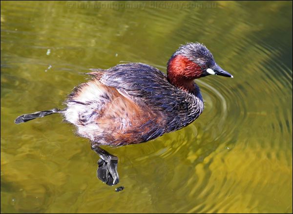 Little Grebe little_grebe_53279.psd