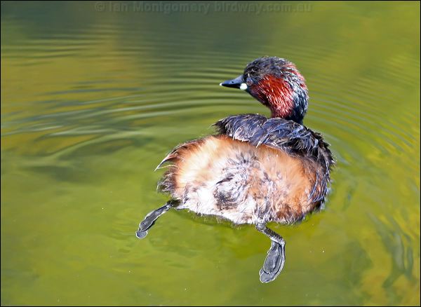 Little Grebe little_grebe_53282.psd