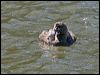 pied_billed_grebe_69441