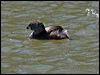 pied_billed_grebe_69443