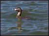 Click here to enter gallery and see photos of Pied-billed Grebe