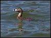 pied_billed_grebe_69449