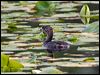 pied_billed_grebe_70162