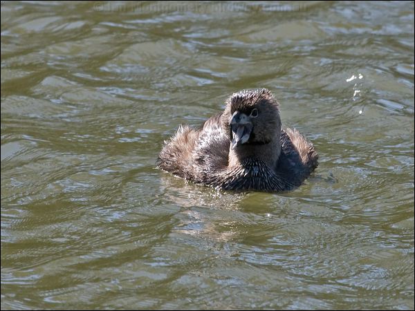 Pied-billed Grebe pied_billed_grebe_69441.psd
