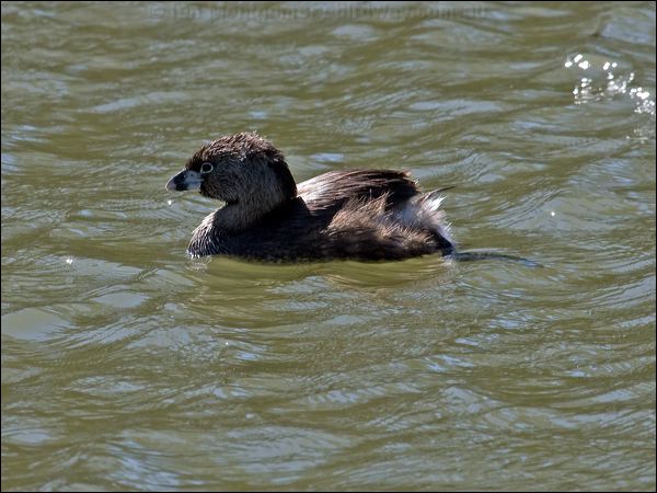 Pied-billed Grebe pied_billed_grebe_69443.psd