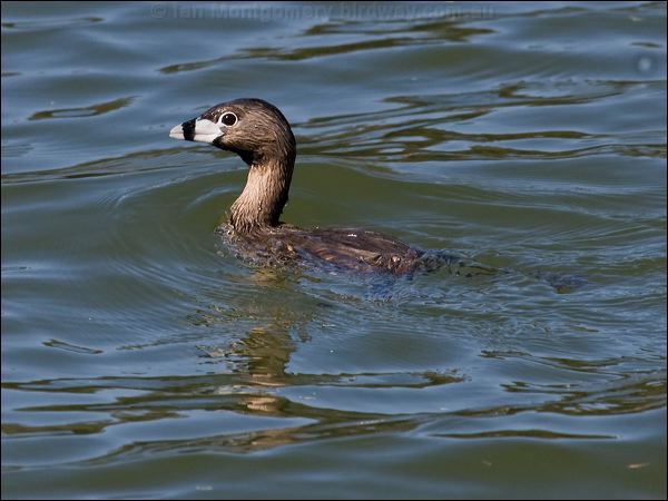 Pied-billed Grebe pied_billed_grebe_69449.psd