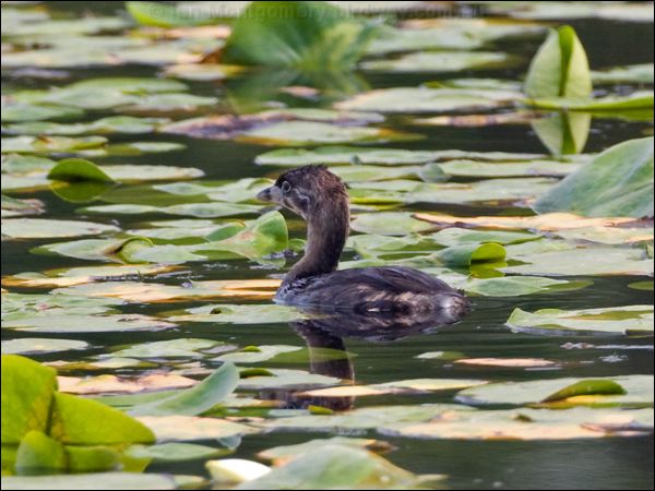 Pied-billed Grebe pied_billed_grebe_70162.psd