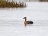 Click here to enter gallery and see photos of Red-necked Grebe