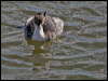 silvery_grebe_208225