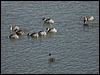 silvery_grebe_208242