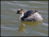 Click here to enter gallery and see photos of Silvery Grebe